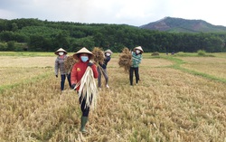Chị em thu hoạch lúa giúp gia đình hội viên đang cách ly