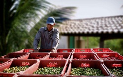 Bên trong nông trại hữu cơ làm nên thương hiệu sản phẩm Amway
