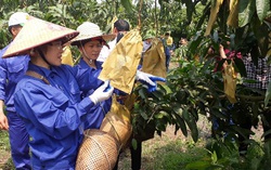 Sơn La: Dấu ấn trong hỗ trợ phụ nữ phát triển kinh tế