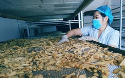 Đưa thảo mộc vườn nhà vào sản phẩm OCOP 4 sao