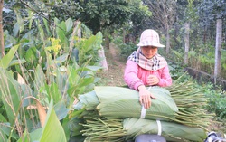 "Thủ phủ" lá dong miền Bắc nhộn nhịp vào vụ Tết
