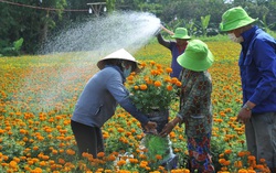Đến Cầu Ngang - Lái Thiêu ngắm muôn hoa khoe sắc đón Tết