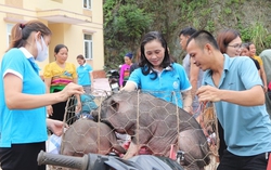 Trao "cần câu" để phụ nữ làm nên sản nghiệp