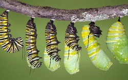 Từ chuyện "con sâu qua sông" rút ra bài học cuộc đời