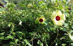 Loại cây mọc đầy bờ rào thành rau đặc sản