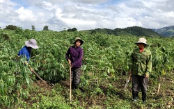 Gia Lai: Giám sát việc triển khai hỗ trợ phụ nữ tại huyện Kông Chro