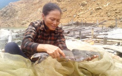 Rời bản, lênh đênh nuôi cá đặc sản