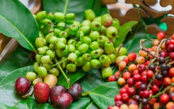 Cây vối trị bệnh gì? Những lưu ý khi sử dụng nước vối