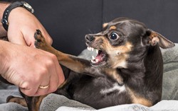 Cảnh báo nguy cơ bệnh dại bùng phát