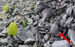 Thực vật đang thay đổi màu sắc để ngụy trang khỏi con người