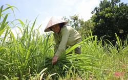 Xây dựng mô hình sinh kế nông nghiệp thông minh giúp phụ nữ thoát nghèo