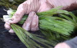 Loại rau dại giờ thành đặc sản có giá 140.000 đồng/kg
