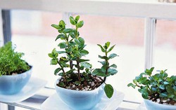 10 ý tưởng sáng tạo để có khu vườn thảo mộc trong nhà phố