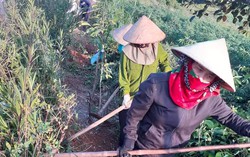 "Làng quê an toàn" mang cuộc sống ấm no đến với phụ nữ, trẻ em