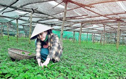 Từ sản phẩm chữa ho cho con trở thành thương hiệu tin dùng của các mẹ bỉm sữa