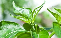 Loại lá đầy vườn không ai hái, hóa ra là món ngon giúp điều trị bệnh