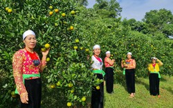 Livestream giới thiệu cam Cao Phong - sản phẩm OCOP xứ Mường