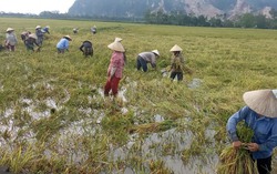 Thanh Hóa: Các cấp Hội phụ nữ giúp người dân khắc phục hậu quả sau bão