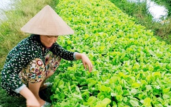  Sóc Trăng: Mô hình khởi nghiệp hiệu quả 