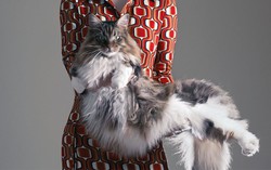 Tại sao mèo Maine Coon rất đẹp, nhưng lại có ít người nuôi?