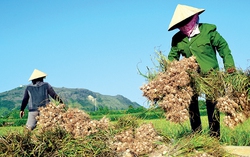 Xây dựng mô hình phân phối đặc thù cho sản xuất, tiêu dùng vùng hải đảo