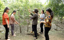 Phụ nữ có mặt trong mọi thành phần kinh tế góp phần xây dựng nông thôn mới nâng cao
