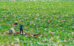 Phụ nữ đất Sen hồng phát triển kinh tế từ nguồn tài nguyên bản địa