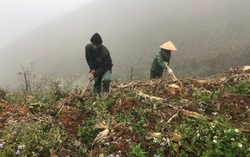 Bí quyết làm giàu trên núi cao của người Mông ở bản Phiêng Cài