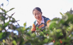 Nâng cao nhận thức đưa trà shan tuyết cổ thụ ở trên núi trở thành "vàng xanh"