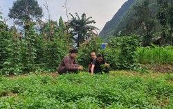 "Cải tạo vườn tạp" giúp bà con dân tộc thiểu số phát triển kinh tế