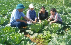 Khởi sắc nông nghiệp ở vùng cao