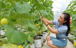 Xây dựng nông thôn mới từ sản phẩm OCOP