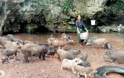 Người phụ nữ Bru - Vân Kiều U50 thoát nghèo nhờ nuôi lợn rừng