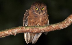 Phát hiện ra loài cú mèo Scops-Owl mới ở Châu Phi