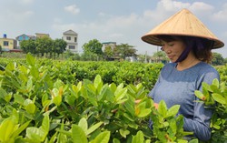 Cảm phục nữ kỹ sư “bắt” cây nở hoa trên cánh đồng chiêm trũng