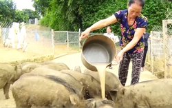 Hiệu quả từ mô hình nuôi lợn bằng thảo dược