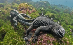 Kỳ nhông biển: Những con thằn lằn có vẻ ngoài giống như Godzilla