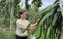 Ngọt ngào vườn thanh long chín đỏ trên đất chè Thái Nguyên