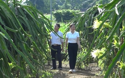 Trồng thanh long ruột đỏ cho thu nhập cao
