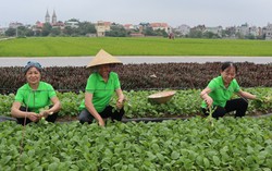 Nâng tiêu chí về môi trường trong xây dựng nông thôn mới