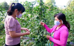 Trà Vinh: Đa dạng mô hình sinh kế giúp hội viên, phụ nữ thoát nghèo