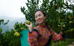 Người dân Mường Khương phấn khởi thu hoạch quýt