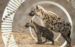 Linh cẩu thuộc họ chó hay họ mèo?