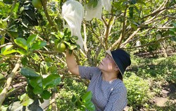 Quảng Ngãi: Hỗ trợ phụ nữ phát triển mô hình tổ hợp tác, hợp tác xã vùng đồng bào dân tộc thiểu số