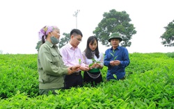 Phụ nữ Mộc Châu chung tay xây dựng nông thôn mới