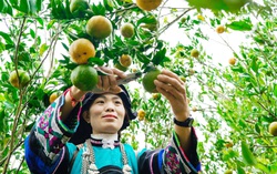 
Rộn ràng mùa quýt chín ở vùng đất khó