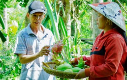 Quảng Nam: Tập trung xây dựng 4 mô hình điểm của Dự án 8