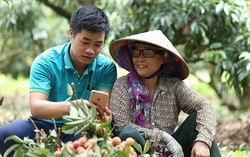 Cầm tay chỉ việc, hỗ trợ nông dân đưa sản phẩm bán trên sàn thương mại điện tử