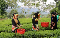 Người phụ nữ Tày và hành trình làm thay đổi vùng quê nghèo