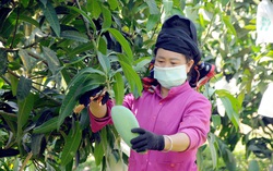 Cán bộ, hội viên phụ nữ vùng cao cùng làm giàu, xây dựng quê hương đổi mới